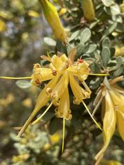 Lambertia inermis drummondii
