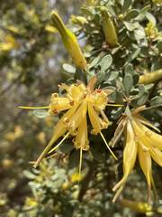 Lambertia inermis drummondii