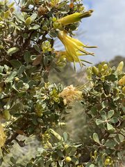 Lambertia inermis drummondii