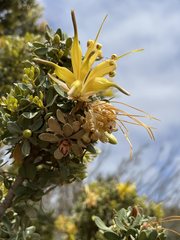 Lambertia inermis drummondii