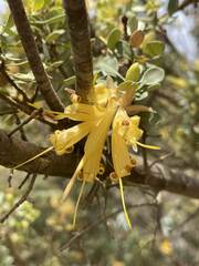 Lambertia inermis drummondii