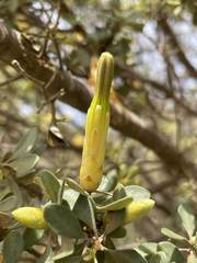 Lambertia inermis drummondii