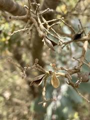 Lambertia inermis drummondii