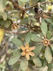 Lambertia inermis drummondii