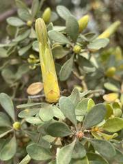 Lambertia inermis drummondii