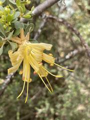 Lambertia inermis drummondii