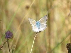 Polyommatus fulgens