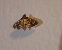 Salbia cassidalis