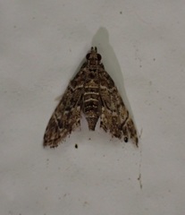 Microphysetica hermeasalis