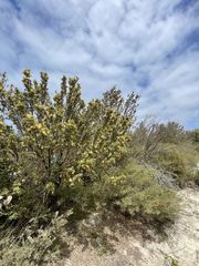 Lambertia inermis drummondii