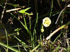 Sagittaria montevidensis