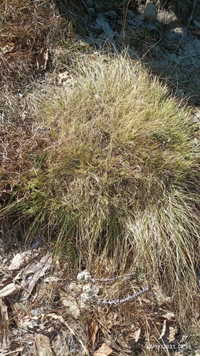 Tenaxia cachemyriana