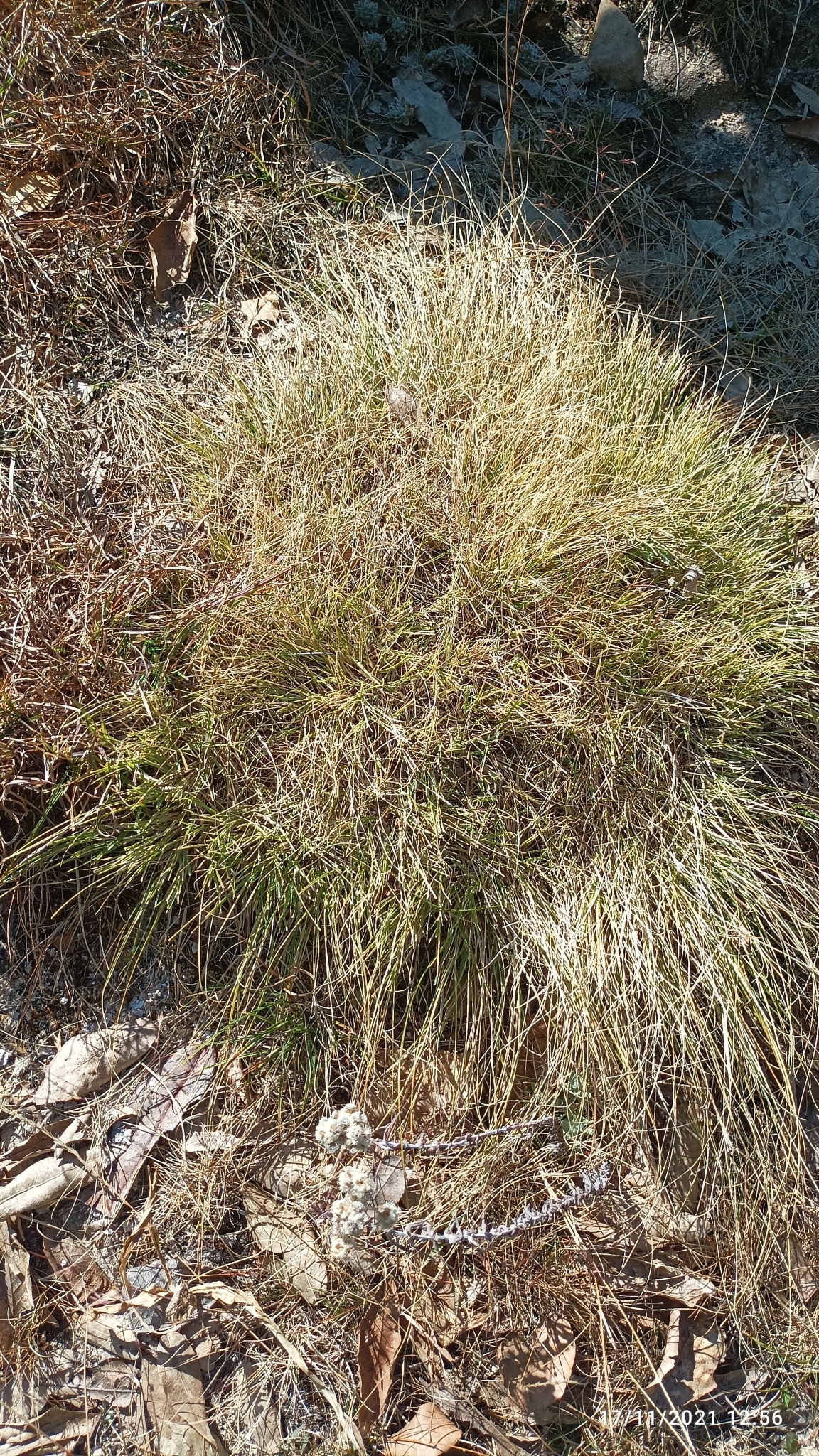 Tenaxia cachemyriana