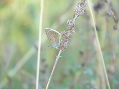 Polyommatus fulgens