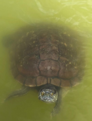 Trachemys decorata