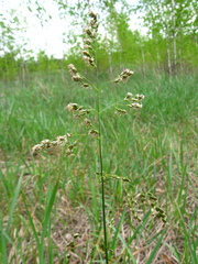Anthoxanthum repens
