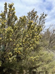 Lambertia inermis drummondii