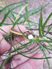 Malacothrix saxatilis saxatilis