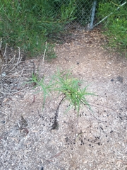 Malacothrix saxatilis saxatilis