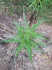 Malacothrix saxatilis saxatilis