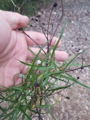 Malacothrix saxatilis saxatilis