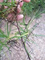 Malacothrix saxatilis saxatilis