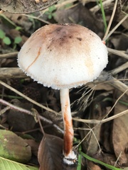 Leucoagaricus croceovelutinus