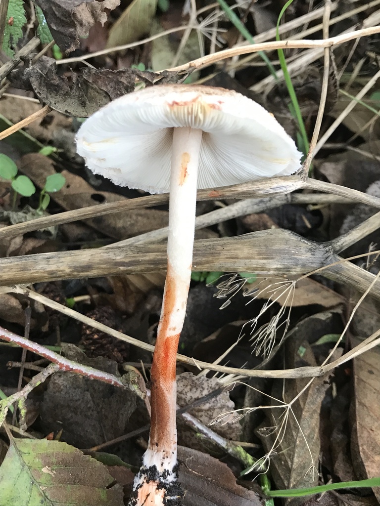 Leucoagaricus croceovelutinus from Gießen, Hessen, DE on November 17