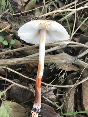 Leucoagaricus croceovelutinus