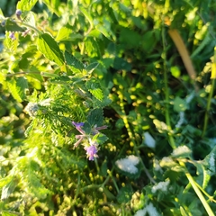 Nepeta × faassenii