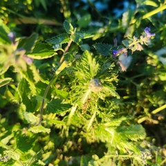 Nepeta × faassenii