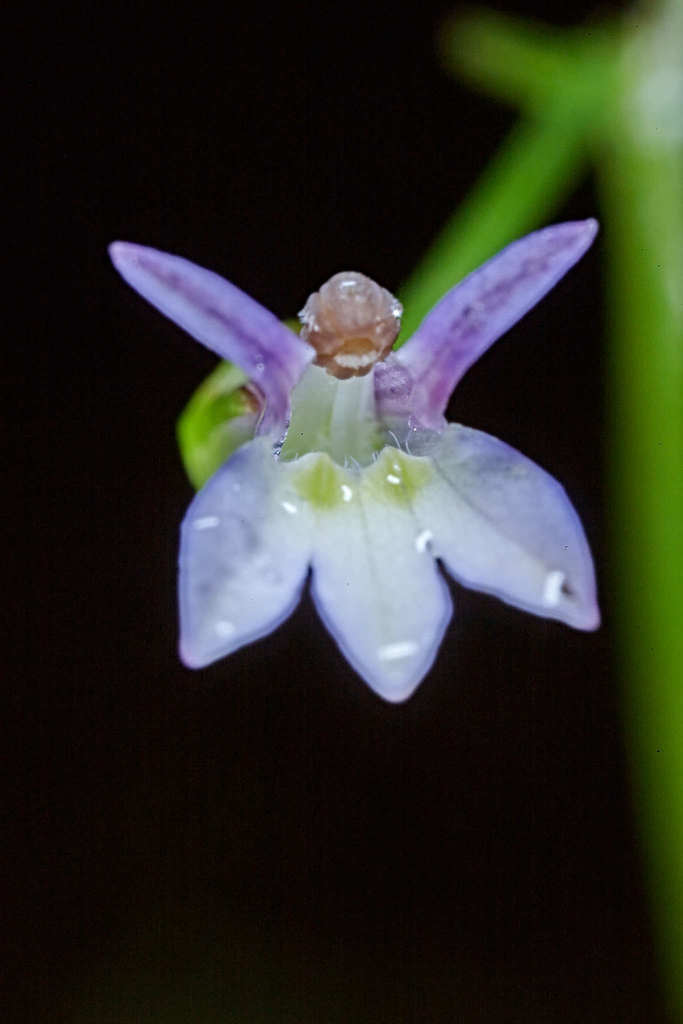 Lobelia xalapensis