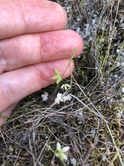 Ranunculus hebecarpus