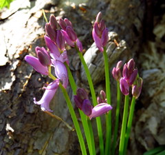 Hyacinthoides hispanica