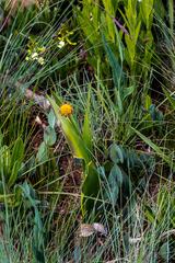Afroaster perfoliatus