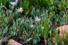 Afroaster perfoliatus