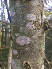 Arthonia cinnabarina
