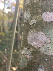 Arthonia cinnabarina