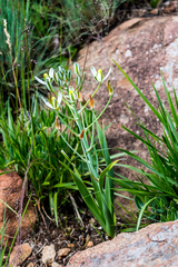 Albuca setosa