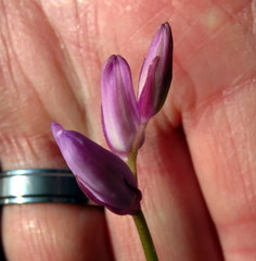 Hyacinthoides hispanica