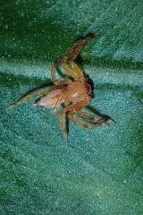 Thelcticopis severa