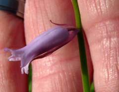 Hyacinthoides hispanica