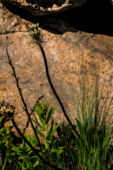 Drimia sphaerocephala