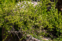 Asparagus microraphis