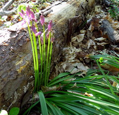 Hyacinthoides hispanica