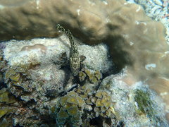 Epinephelus quoyanus