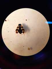 Eriopis connexa
