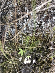 Ranunculus hebecarpus