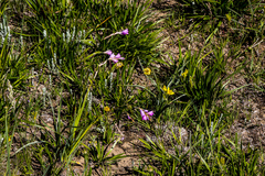 Dierama ambiguum