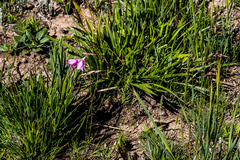 Dierama ambiguum